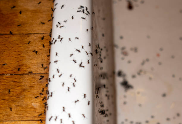 Best Pest Control for Restaurants  in Woodville, MS